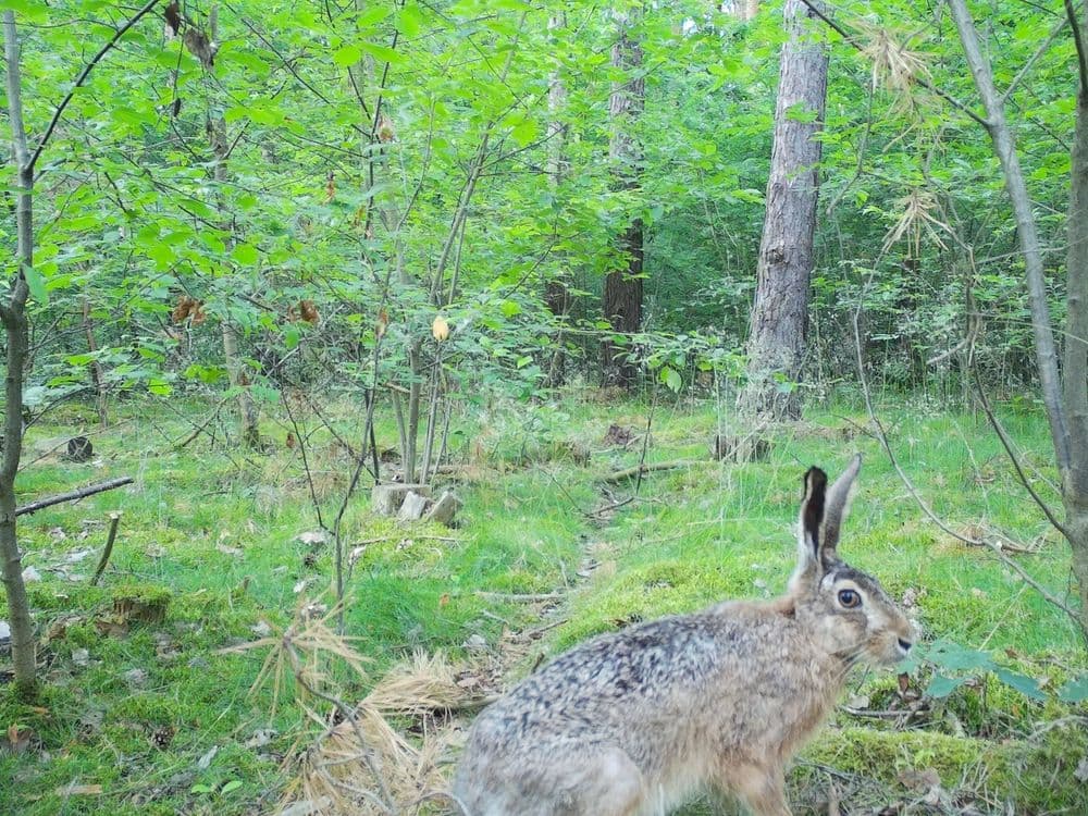 Berlin Science Week Workshop 