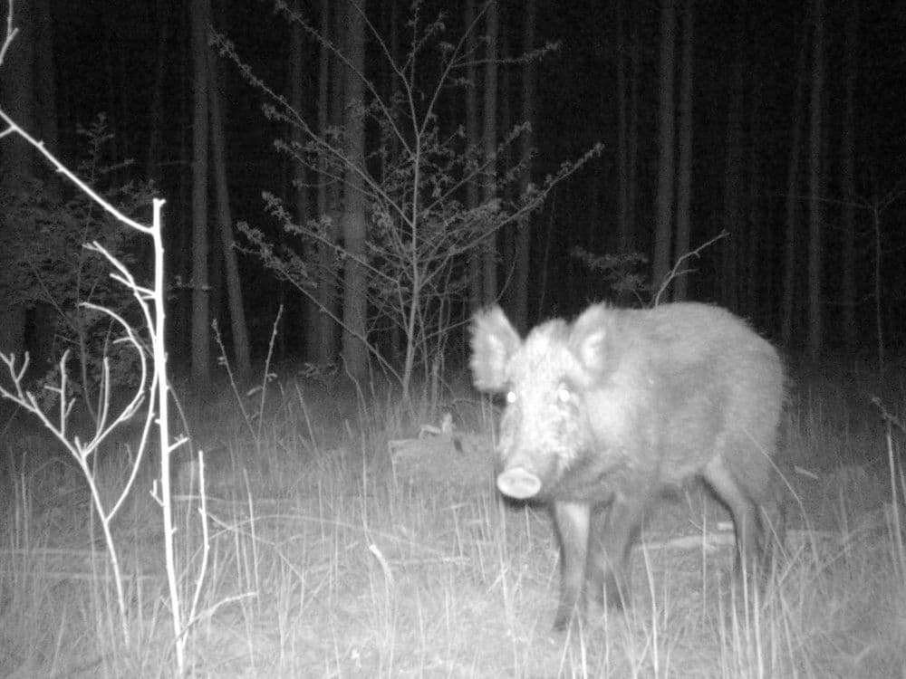 Autonomous Forest founding meeting