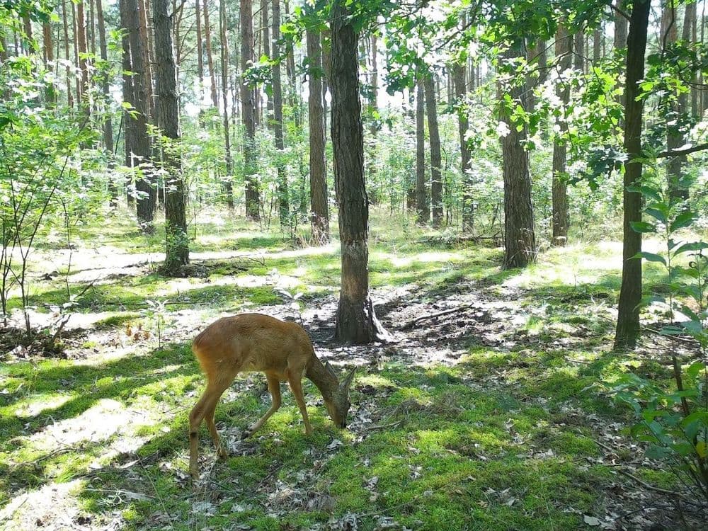 Autonomous Forest Launch Event